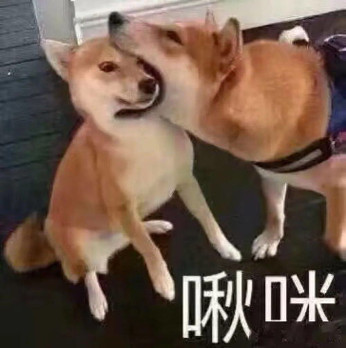 啾什么意思?近义词和反义词是什么?英文翻译是什么?