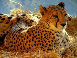 猎豹的英语怎么说??