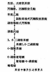 糖异生的过程