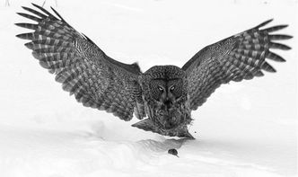 如果大运遇到枭神夺食该如何化解?