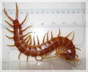 蜻蜓,蝴蝶,蜈蚣,蚊子,蟋蟀,蜜锋,蚂蚱,螳螂,拼音怎么写?