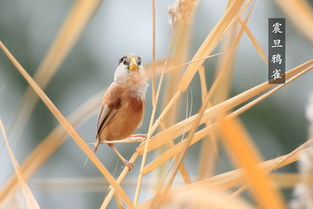 鹎,这字怎么读?