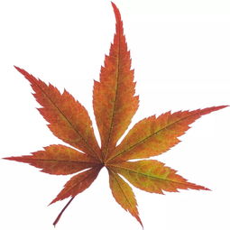 枫叶的外形特点和形状