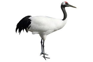 左行右鸟念什么