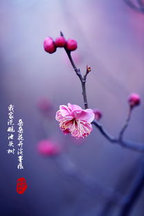 赞美花的诗句，赞美花的诗句古诗大全