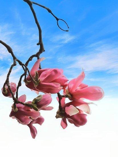 有哪些赞美花卉的诗句