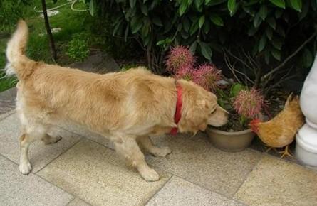 94年狗女和94狗男婚姻，94年狗女和94狗男婚姻怎么样运势好吗