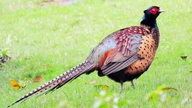 四声杜鹃叫声，四声杜鹃叫声寓意