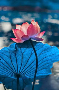 观赏荷花经典一句话是什么?