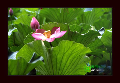 池塘的“塘”怎么组词?有哪些多音字?