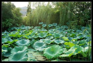 对联:荷塘雨后蛙声乱?