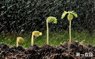 grow怎么读，grow怎么读音发音音标