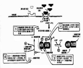 糖异生，糖异生名词解释