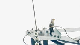 四声杜鹃:以“快快布谷”四声鸣叫而出名被称布谷鸟