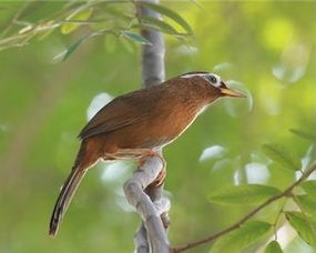 一个“行”一个“鸟”组成的字念什么