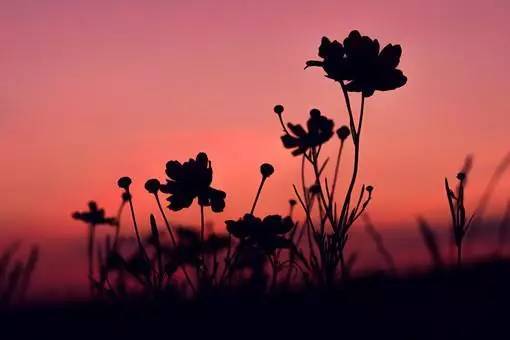 夸张句大全优美，夸张句大全优美摘抄长一点