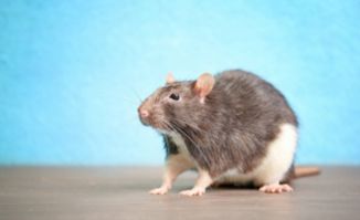 mice和mouse的区别，mice和mouse的区别是什么意思