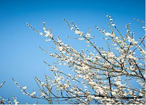 抽打心中的樱桃花 赏析