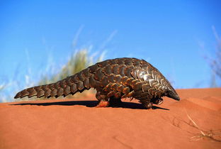 鲮鲤，鲮鲤怎么读