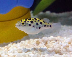 潜水艇鱼怎么养为什么容易死