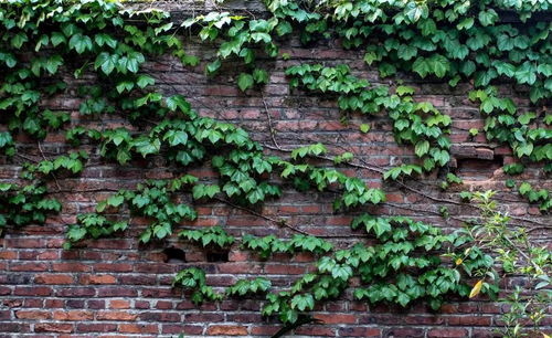 爬山虎的特点，爬山虎的特点和精神