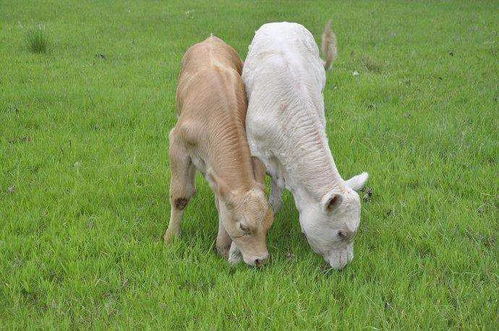 亲密无间词语的意思