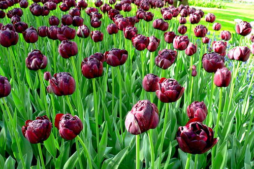 合加羽念什么，合加羽念什么,旁边加个欠