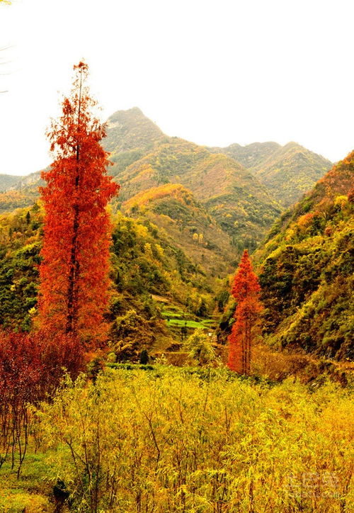 红杉是什么植物