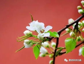 关于梨花的诗句有哪些?