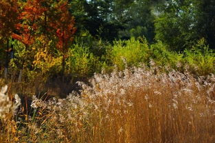 渐染，渐染是什么意思