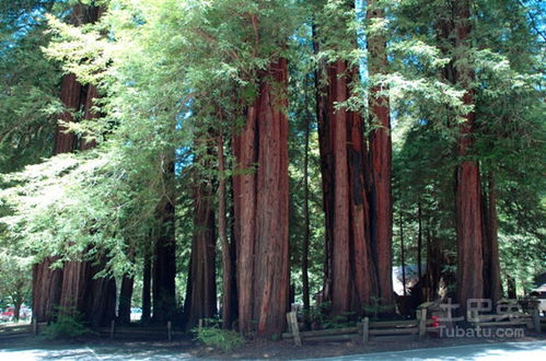 红衫木是什么树