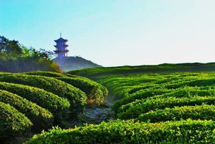 蒙顶山旅游景点攻略