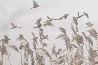 枯字怎么读 枯字的意思