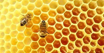 什么人不能吃蜂胶?有哪些副作用及注意事项