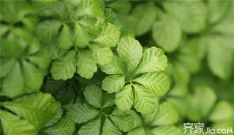 养肝茶饮聪明选 七叶胆清热降火