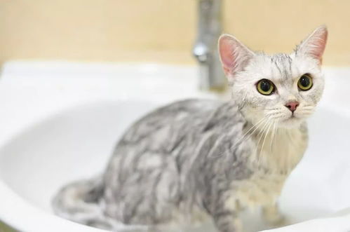 如何给猫洗澡