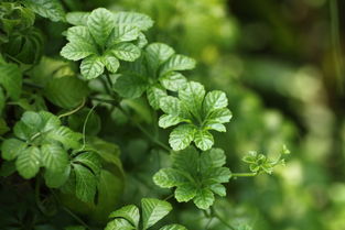 七叶胆的功效与作用，七叶胆的功效与作用及副作用