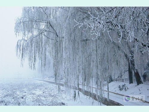 《雪地里的小画家》语言教案
