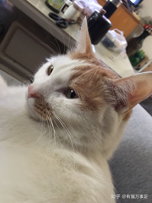 如何给猫洗澡，如何给猫洗澡让猫乖乖的