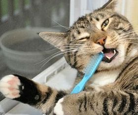 新手养猫注意事项，新手养猫注意事项初学者养猫注意事项