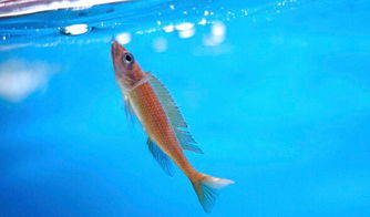 鱼和水，鱼和水的关系