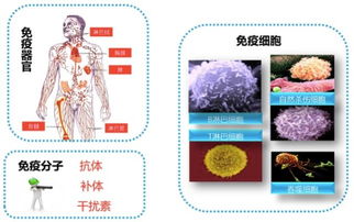 健全的免疫系统有哪些功能?