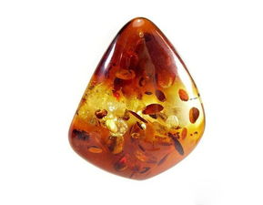 琥珀的照片，动物琥珀的照片