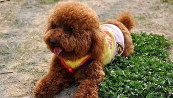 泰迪犬配种一般配几次才容易怀上