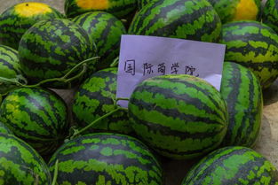 为什么我的头条号报名不了西瓜大学?
