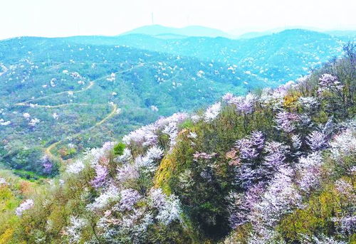 山花烂漫，山花烂漫的意思
