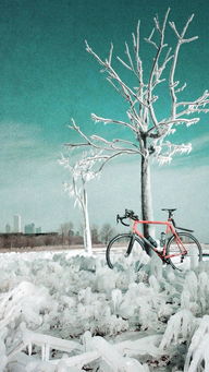 你在南方的艳阳里大雪纷飞,我在北方的寒夜里四季如春什么歌