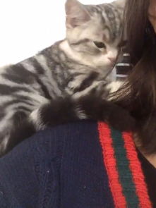 作为一个养猫咪的新手,有哪些需要的注意事项吗?