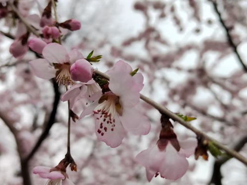 三月桃花雪什么意思?