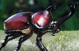 独角仙图片，独角仙图片简笔画